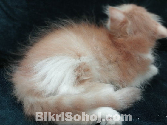 Traditional Persian Male kitten